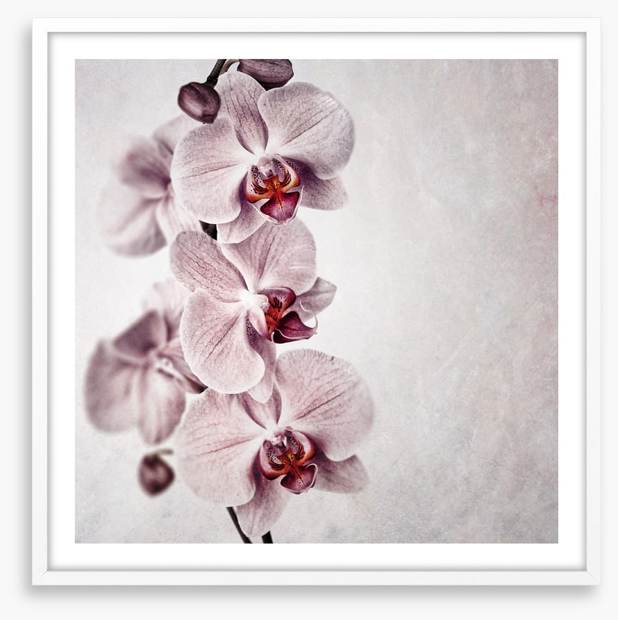 Vintage orchid