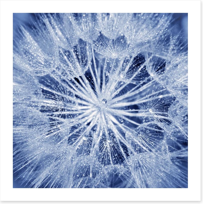 Dewy dandelion