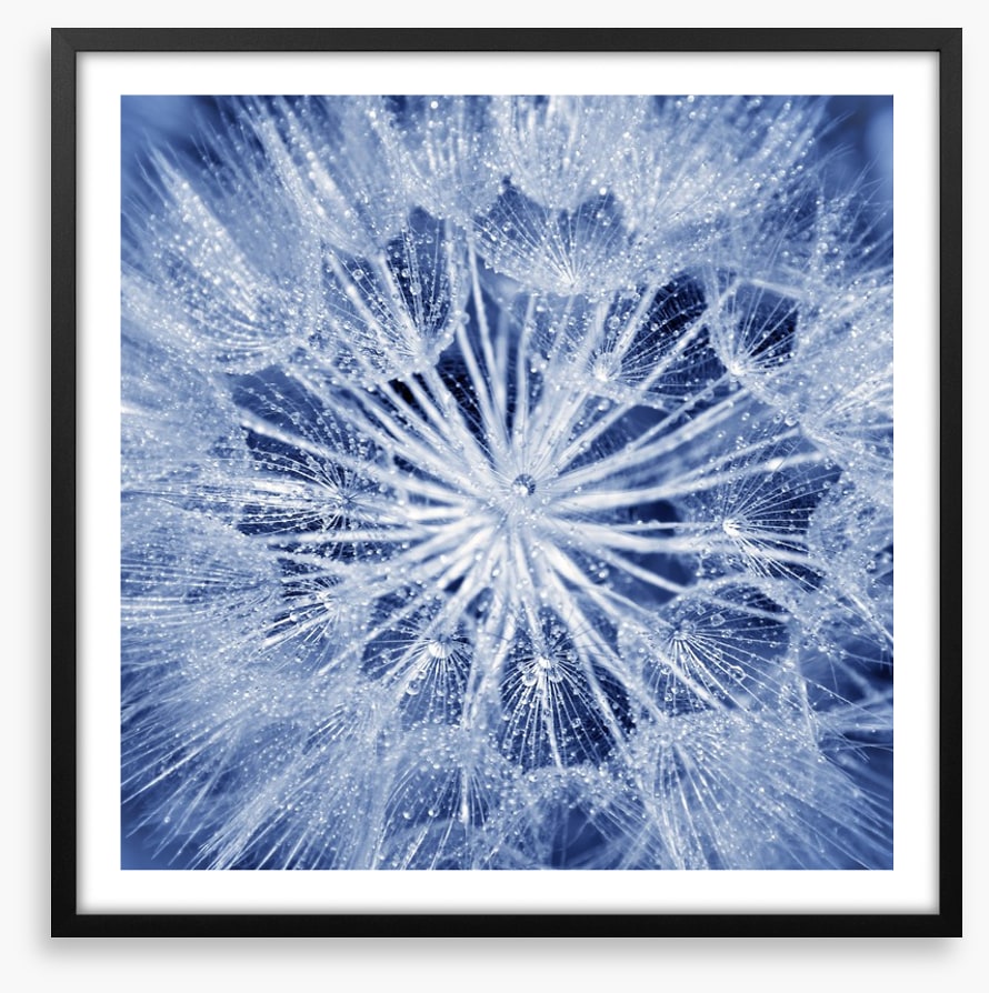 Dewy dandelion