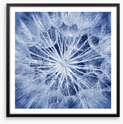 Dewy dandelion