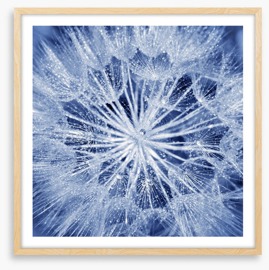 Dewy dandelion