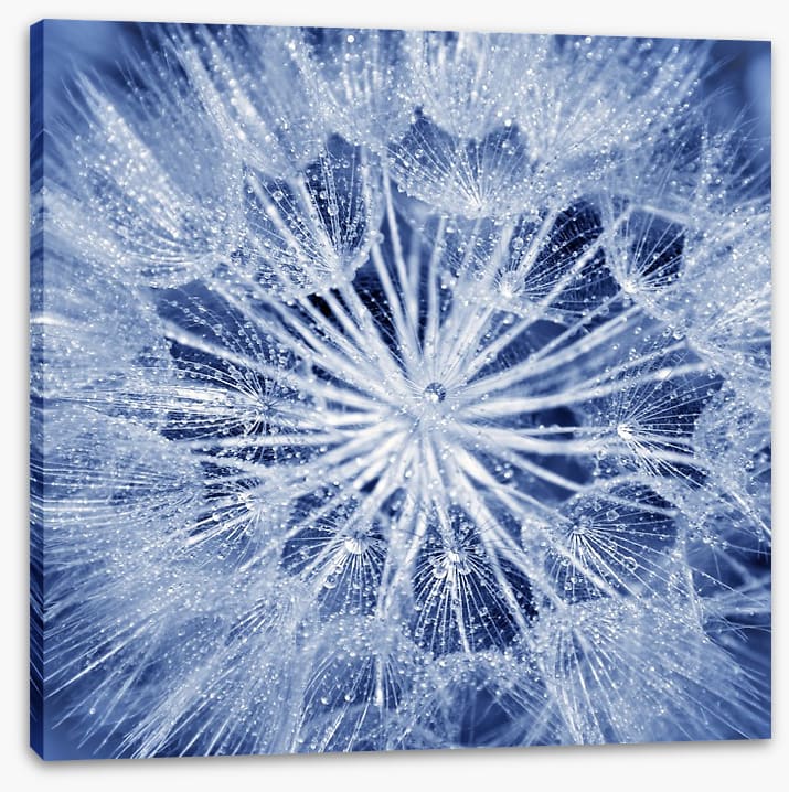 Dewy dandelion