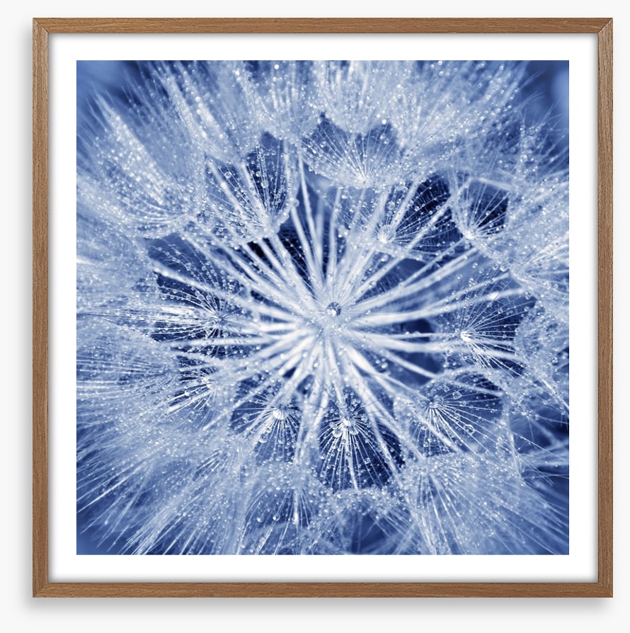 Dewy dandelion