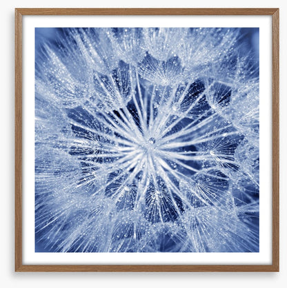 Dewy dandelion