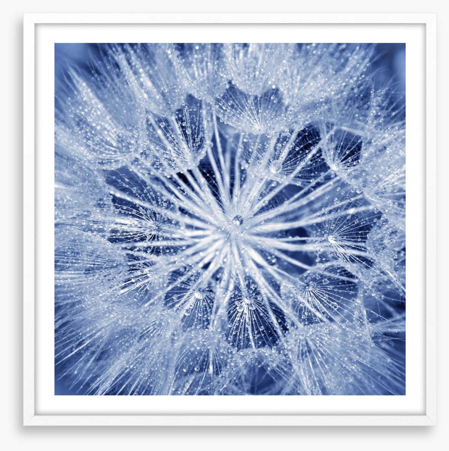 Dewy dandelion