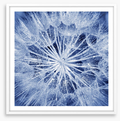 Dewy dandelion