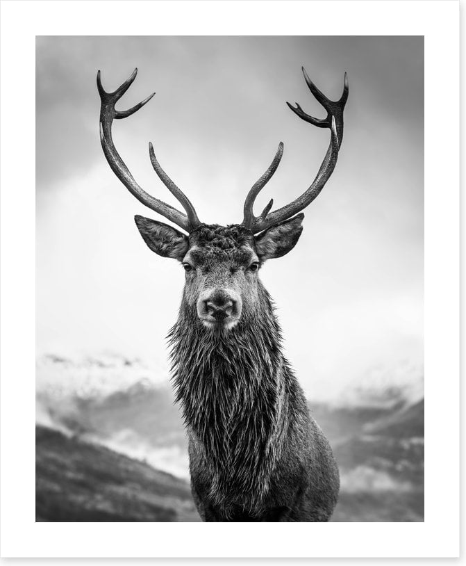 Monarch of the glen