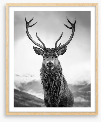Monarch of the glen