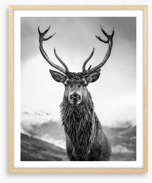 Monarch of the glen