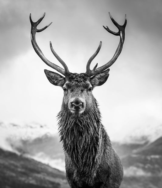 Monarch of the glen
