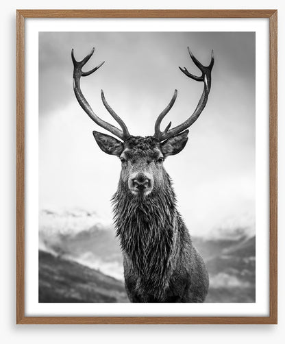 Monarch of the glen