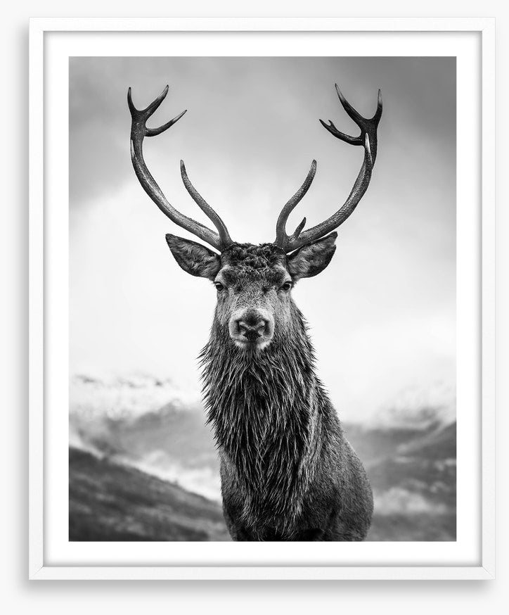 Monarch of the glen