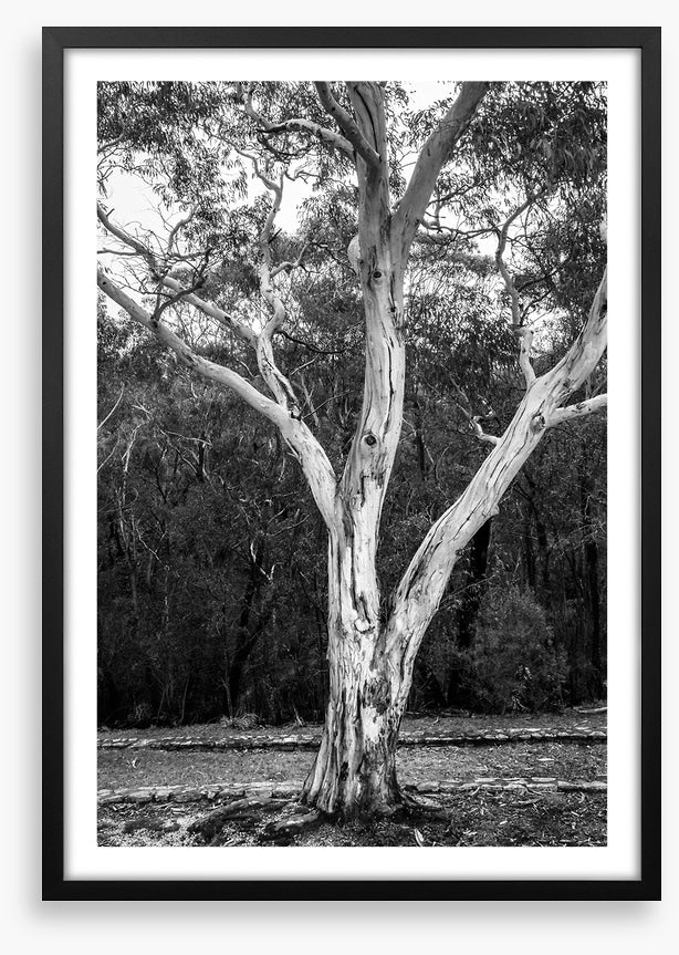 Trees
