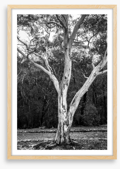 Trees