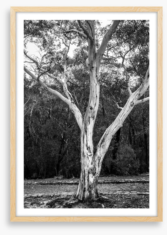 Trees