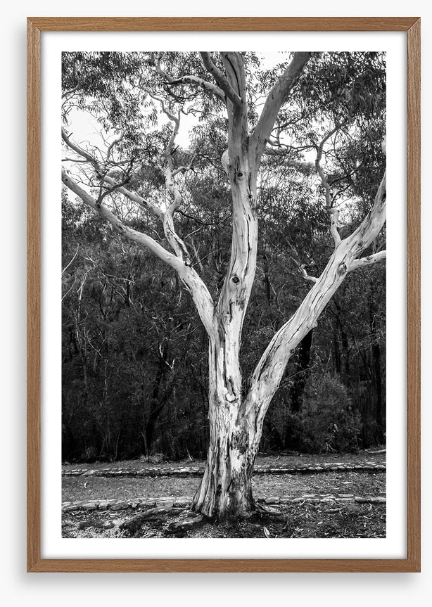 Trees