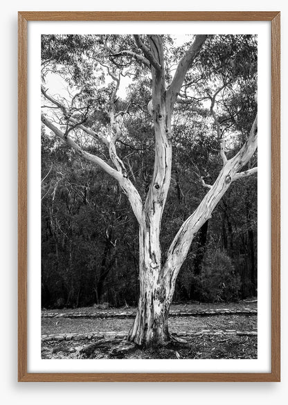 Trees