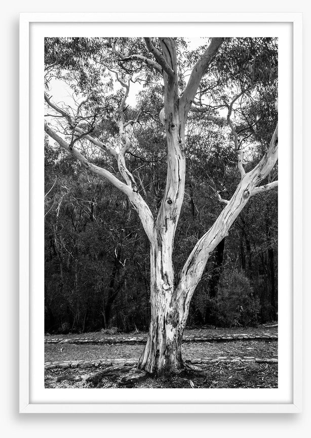 Trees