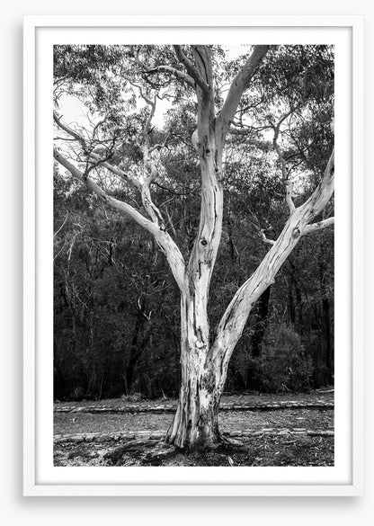 Trees