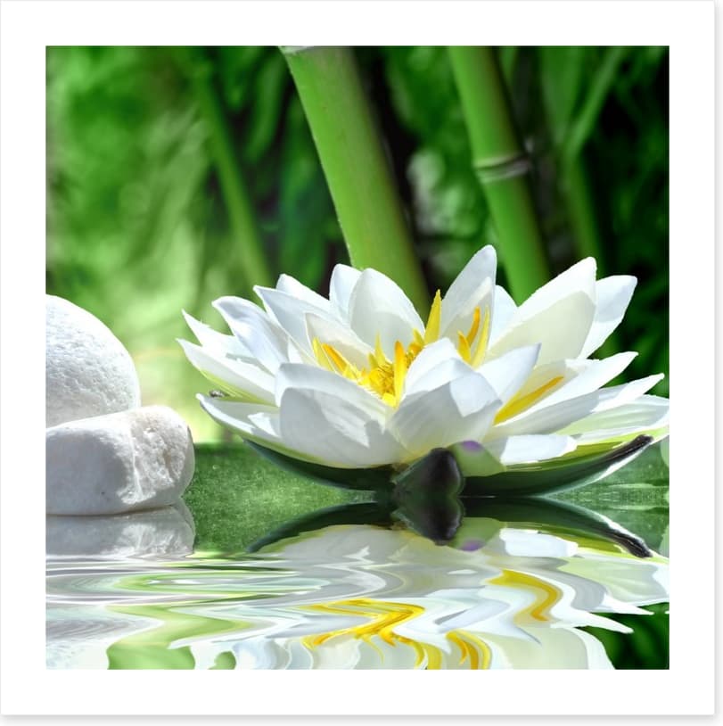 Floating white lily