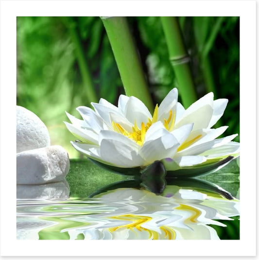 Floating white lily