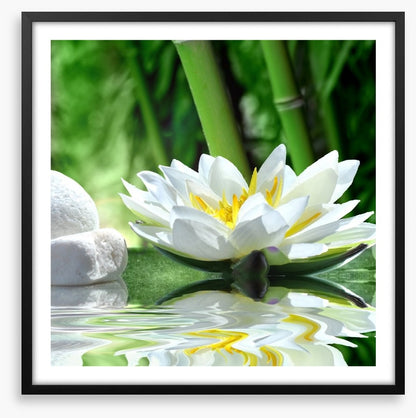 Floating white lily