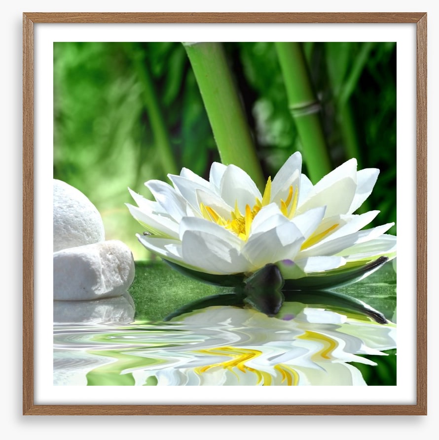 Floating white lily