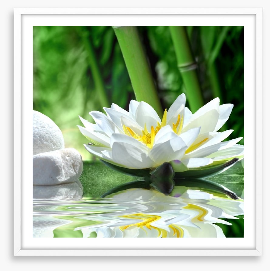 Floating white lily