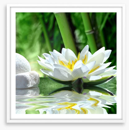 Floating white lily