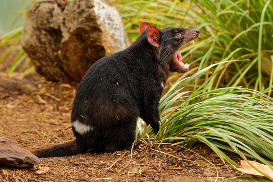 Tasmania