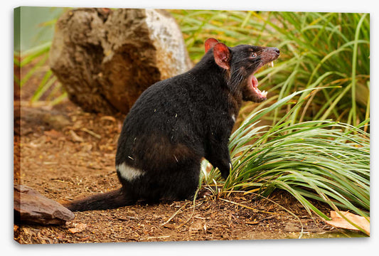 Tasmania