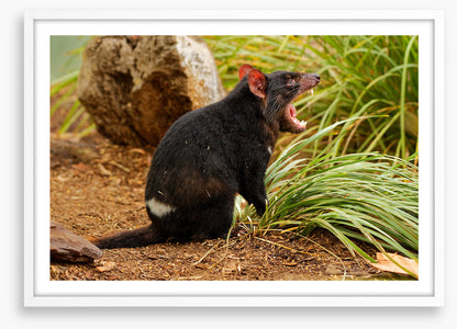 Tasmania