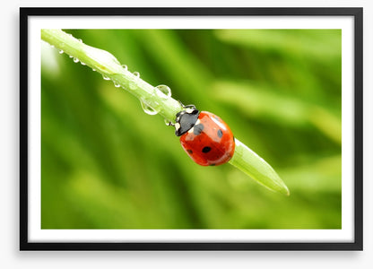 Insects