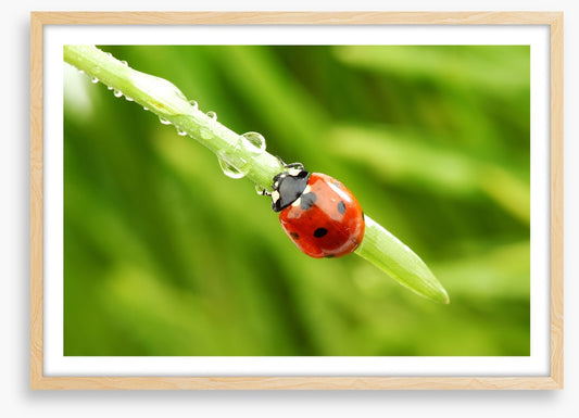 Insects