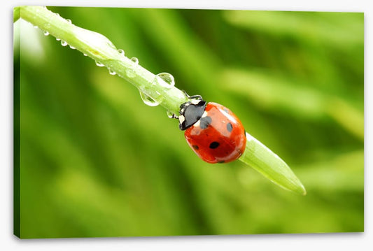 Insects