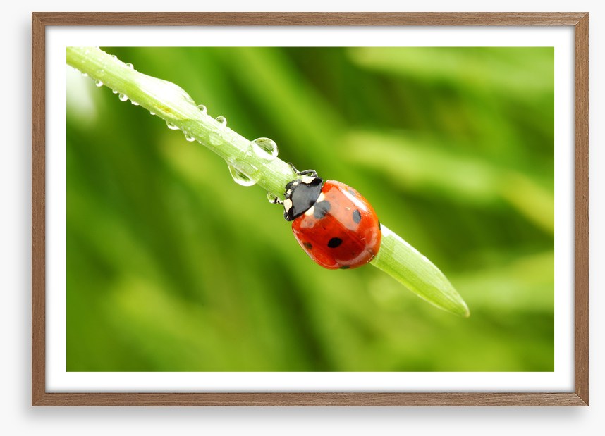 Insects