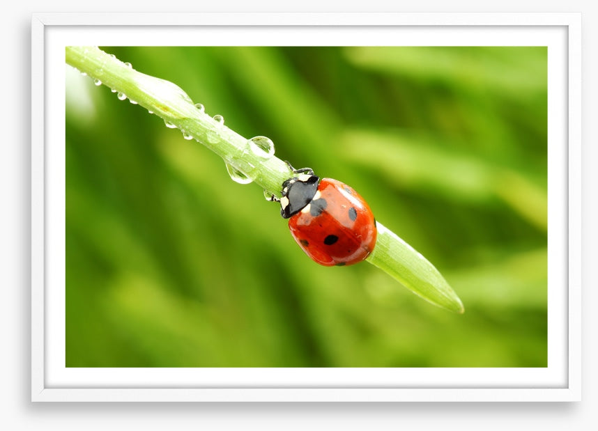 Insects