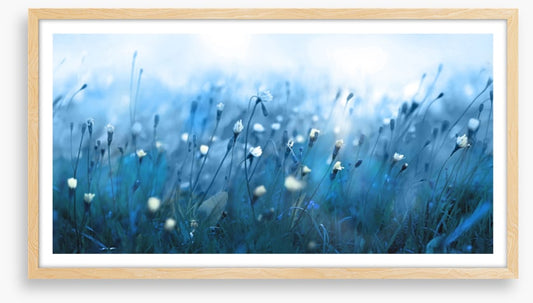 Misty meadow morning