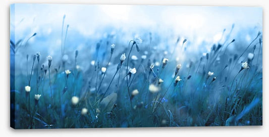 Misty meadow morning