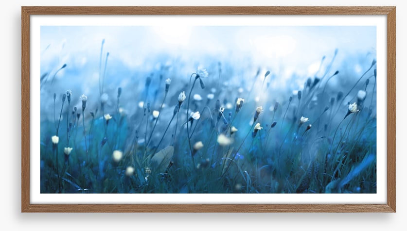 Misty meadow morning