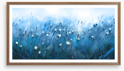 Misty meadow morning
