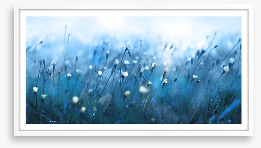 Misty meadow morning