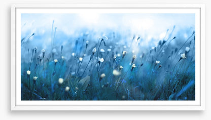 Misty meadow morning