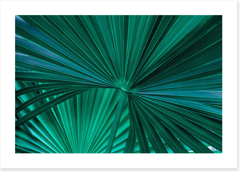 Fanning fronds
