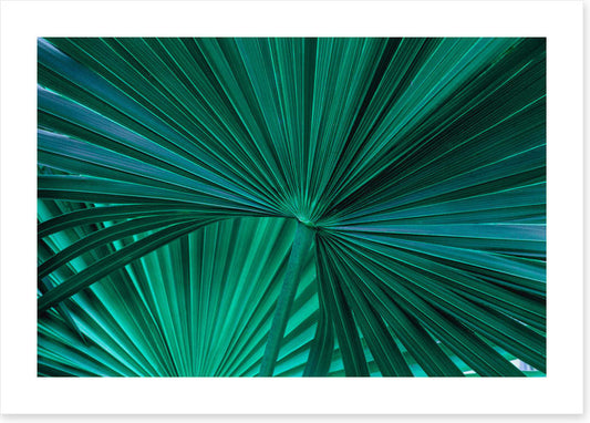 Fanning fronds