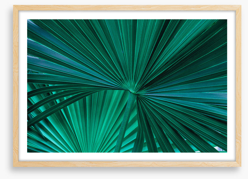 Fanning fronds