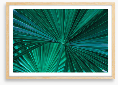 Fanning fronds