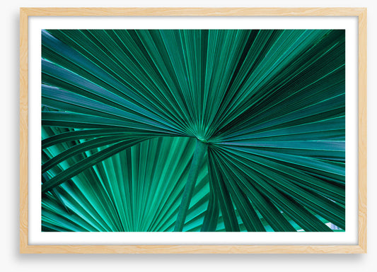 Fanning fronds