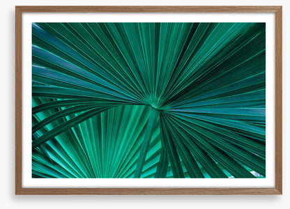 Fanning fronds