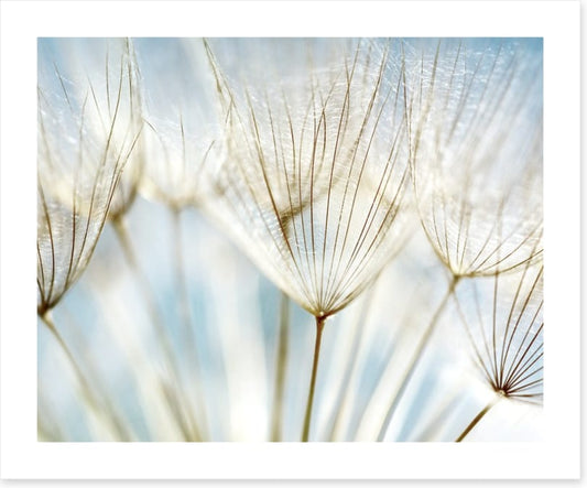 Make a wish